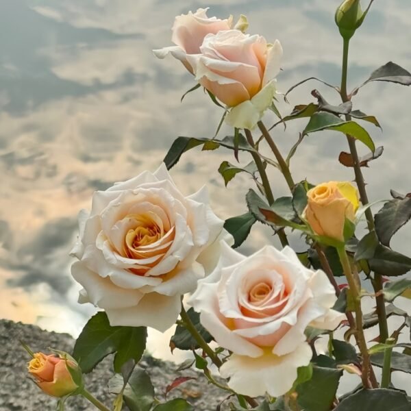 Ben Weather staff Rose