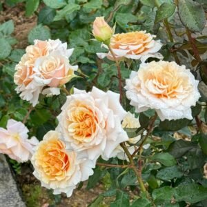 Ben Weather staff Rose