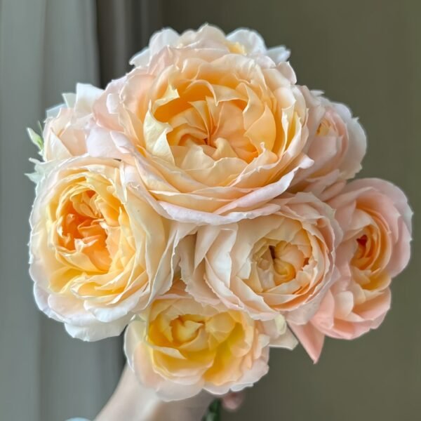 Ben Weather staff Rose