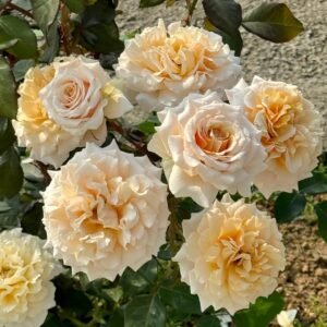 Ben Weather staff Rose Plant|园丁老班 - 图片 10