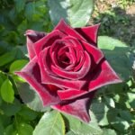 Black Baccara Rose