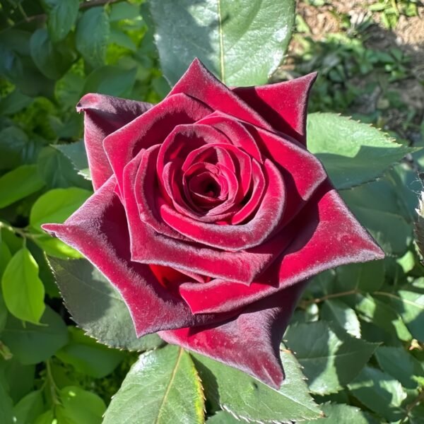 Black Baccara Rose