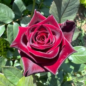 Black Baccara Rose