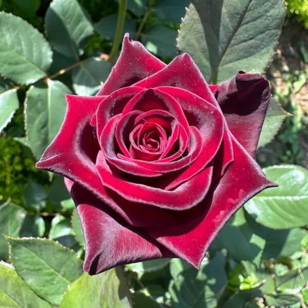 Black Baccara Rose