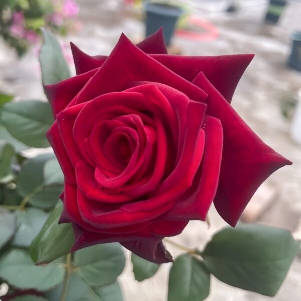 Black Baccara Rose