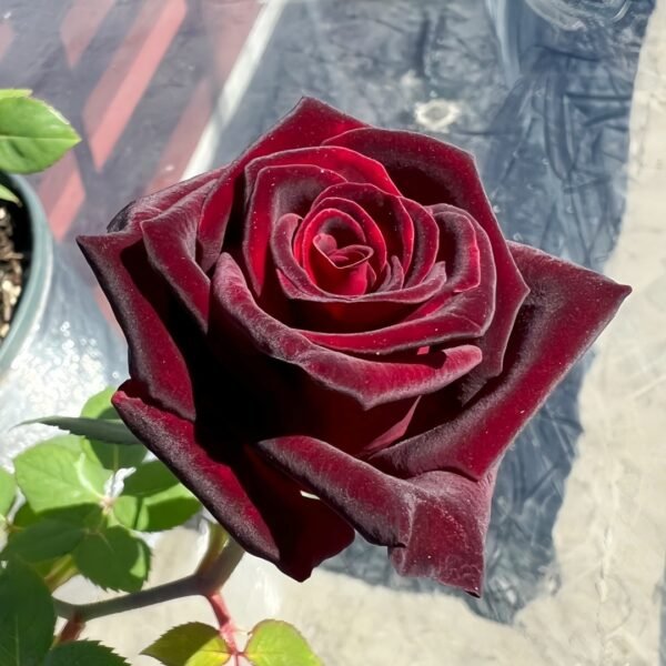 Black Baccara Rose