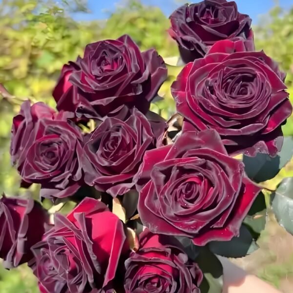 Black Baccara Rose