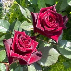 Black Baccara Rose