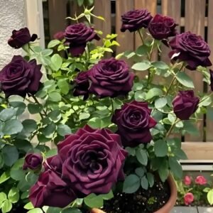 Black Baccara Rose