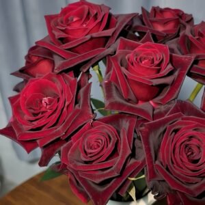 Black Baccara Rose