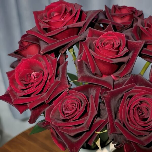 Black Baccara Rose