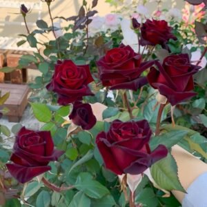 Black Baccara Rose