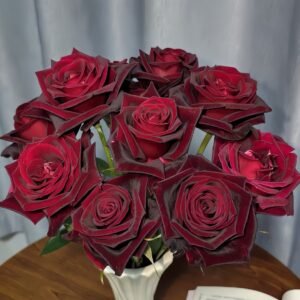 Black Baccara Rose