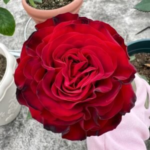 Black Pearl Rose