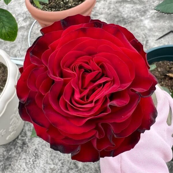 Black Pearl Rose