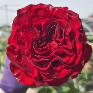 Black Pearl Rose