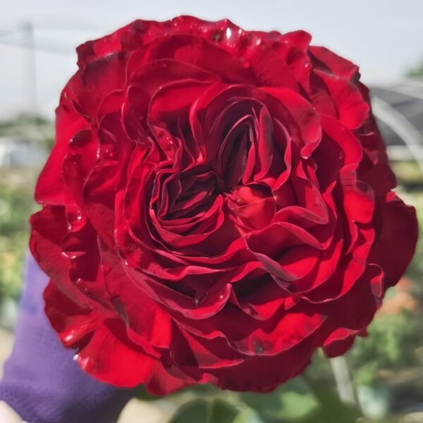 Black Pearl Rose