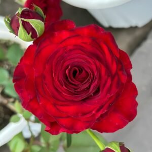 Black Pearl Rose