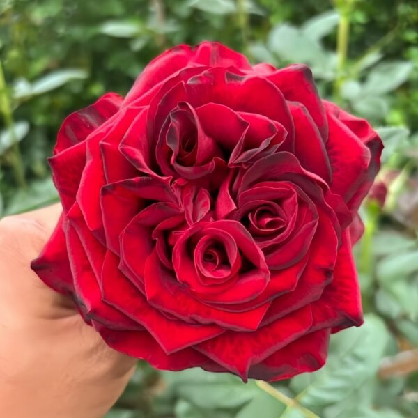 Black Pearl Rose