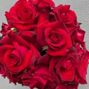 Carola Rose Plant｜卡罗拉 - 图片 10