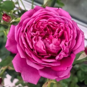 Cartonnage Rose