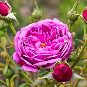 Cartonnage Rose