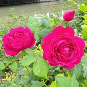 Cybelle Rose Plant｜熹蓓儿 - 图片 10