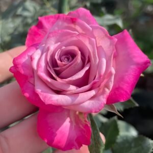 Deep Purple Rose