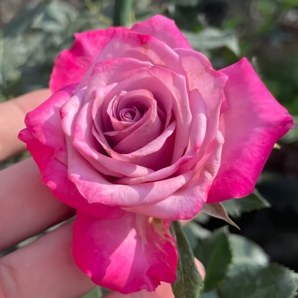 Deep Purple Rose