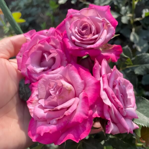 Deep Purple Rose