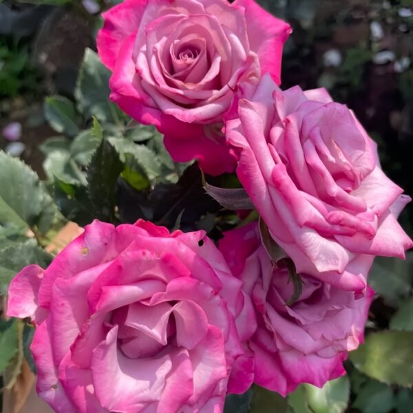 Deep Purple Rose