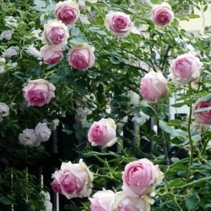 First Lady Rose Plant|第一夫人 - 图片 10