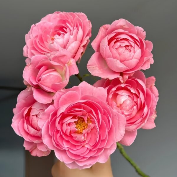 Fragrance King Terrazza Rose