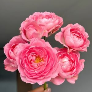 Fragrance King Terrazza Rose