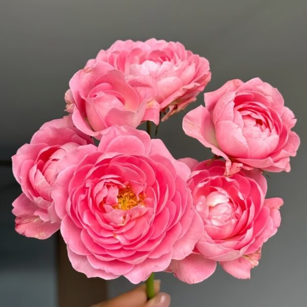 Fragrance King Terrazza Rose