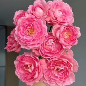 Fragrance King Terrazza Rose