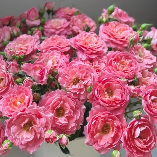 Fragrance King Terrazza Rose
