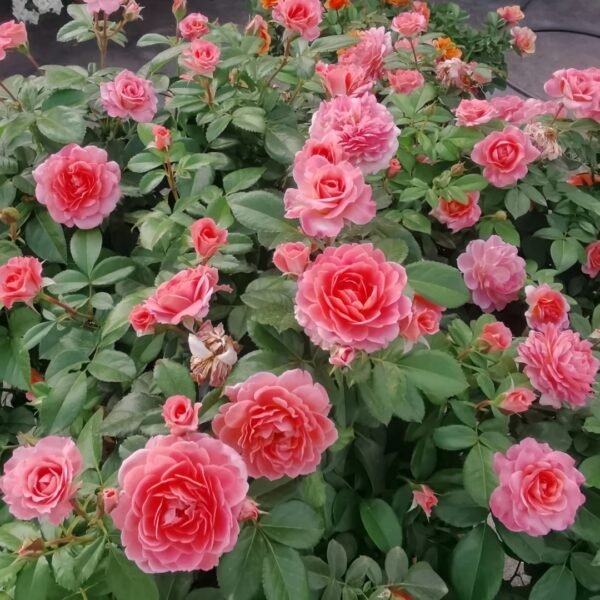 Fragrance King Terrazza Rose