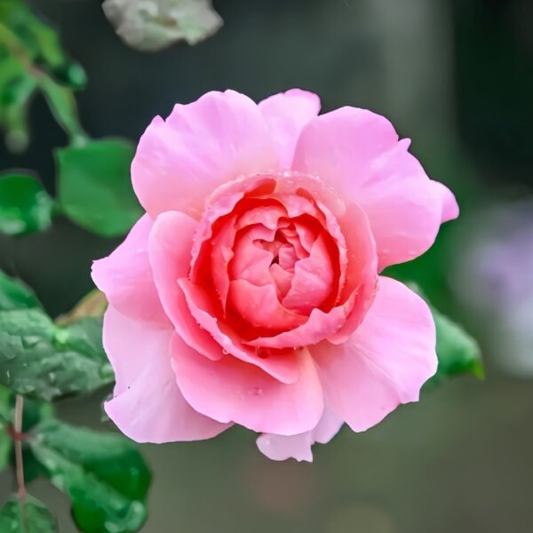 Fragrance King Terrazza Rose