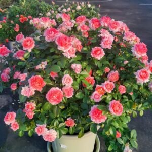 Fragrance King Terrazza Rose Plant｜芳香王阳台 - 图片 10