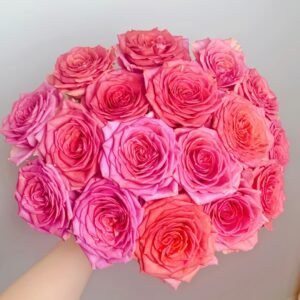 Grande Dame Rose Plant|贵妇人 - 图片 10