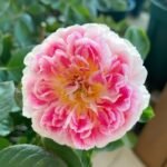 Holiday Island Guernsey Rose