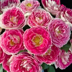 Holiday Island Guernsey Rose