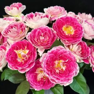 Holiday Island Guernsey Rose