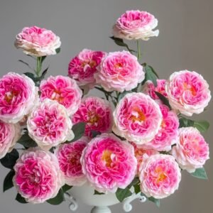 Holiday Island Guernsey Rose