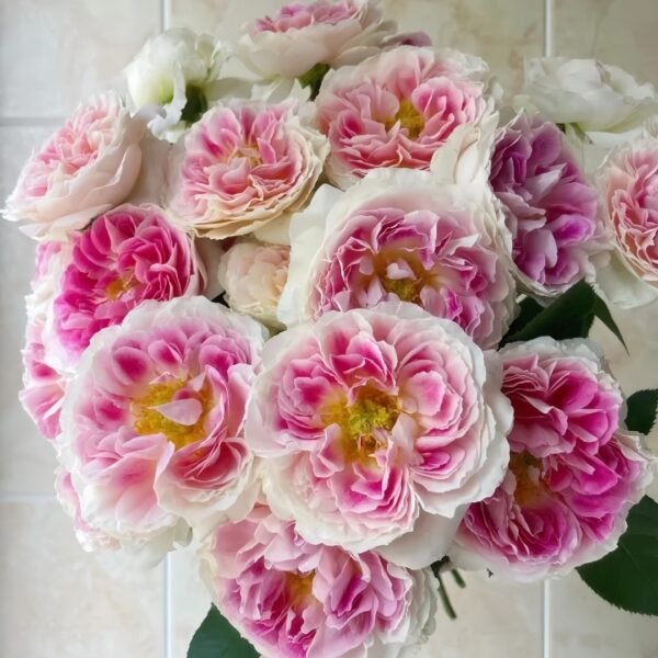 Holiday Island Guernsey Rose