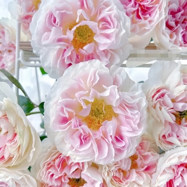 Holiday Island Guernsey Rose