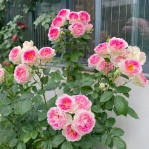 Holiday Island Guernsey Rose