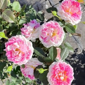 Holiday Island Guernsey Rose