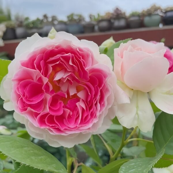 Holiday Island Guernsey Rose